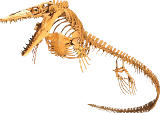 Russellosaurina | Dinopedia
